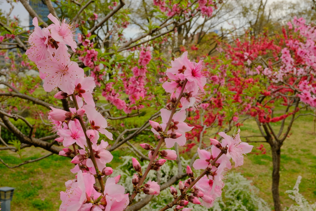 満開の桃の花