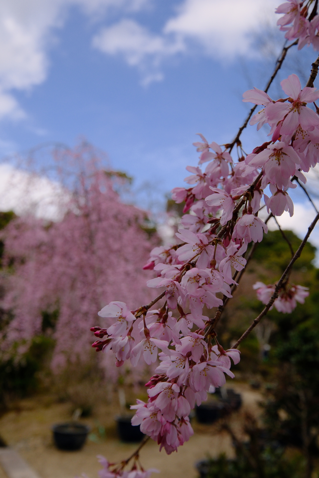 法金剛院の枝垂れ桜