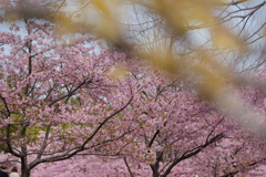 馬見丘陵公園の河津桜