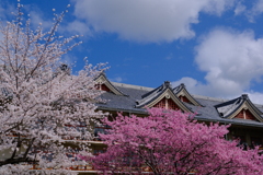 天理教教会本部の桜