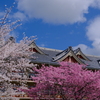 天理教教会本部の桜