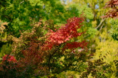 大阪城公園の紅葉