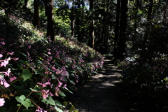 岩湧寺の秋海棠
