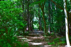 森の中の道。