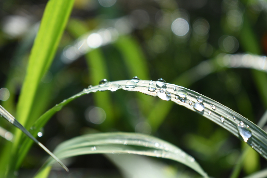 雨上がり