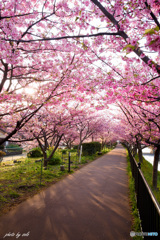 今年も河津桜