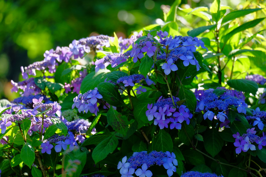 紫陽花
