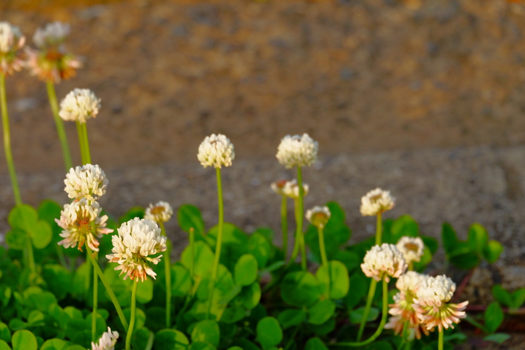 シロツメクサ