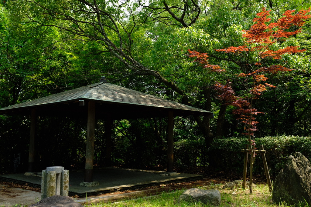 秋になったら、紅葉撮りにいこ。