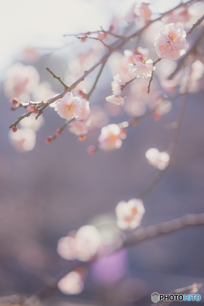 梅