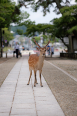 風格