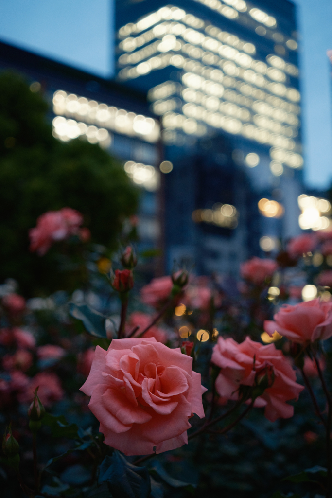 都会と薔薇