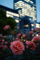 都会と薔薇