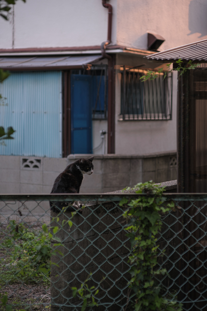 見ぃ…たぁ…にゃあ…
