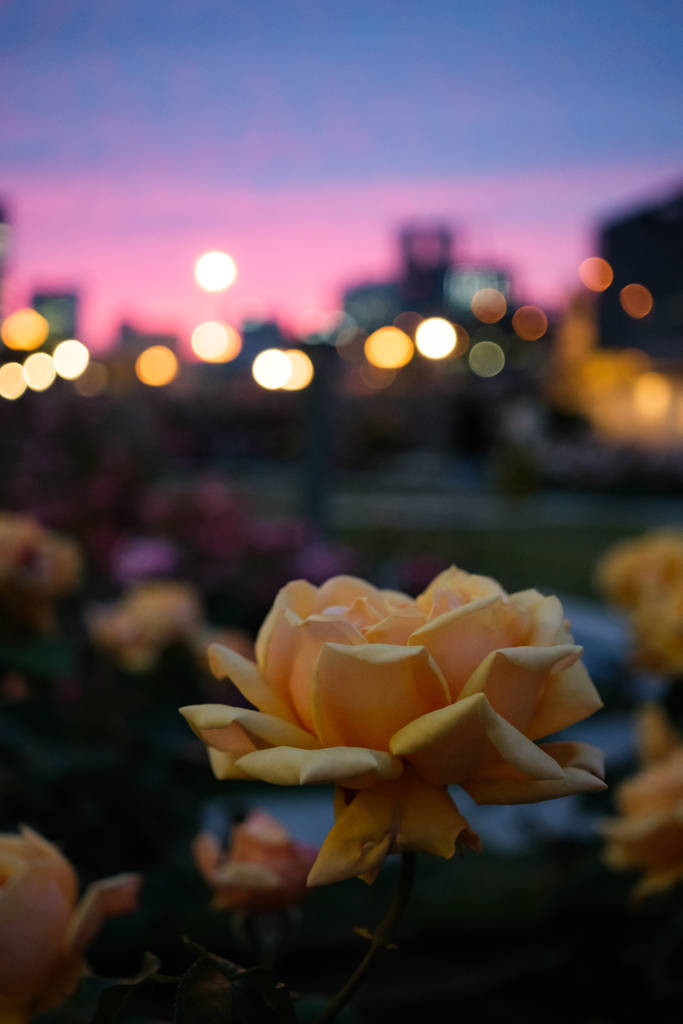 薔薇園