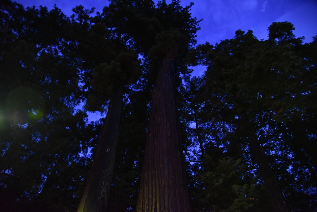 あじさい祭り_夫婦杉