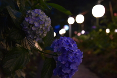 あじさい祭り_あじさい