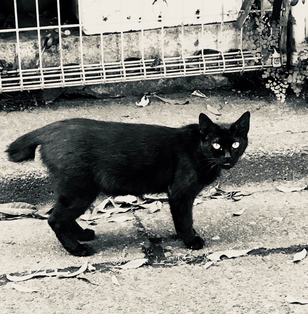 ノラ猫 / stray cat
