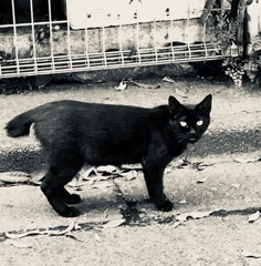 ノラ猫 / stray cat