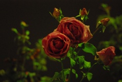 バラの花 / Rose