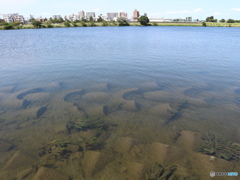 多摩川
