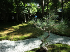 報国寺の松