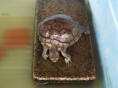 亀