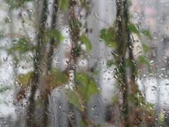 雨