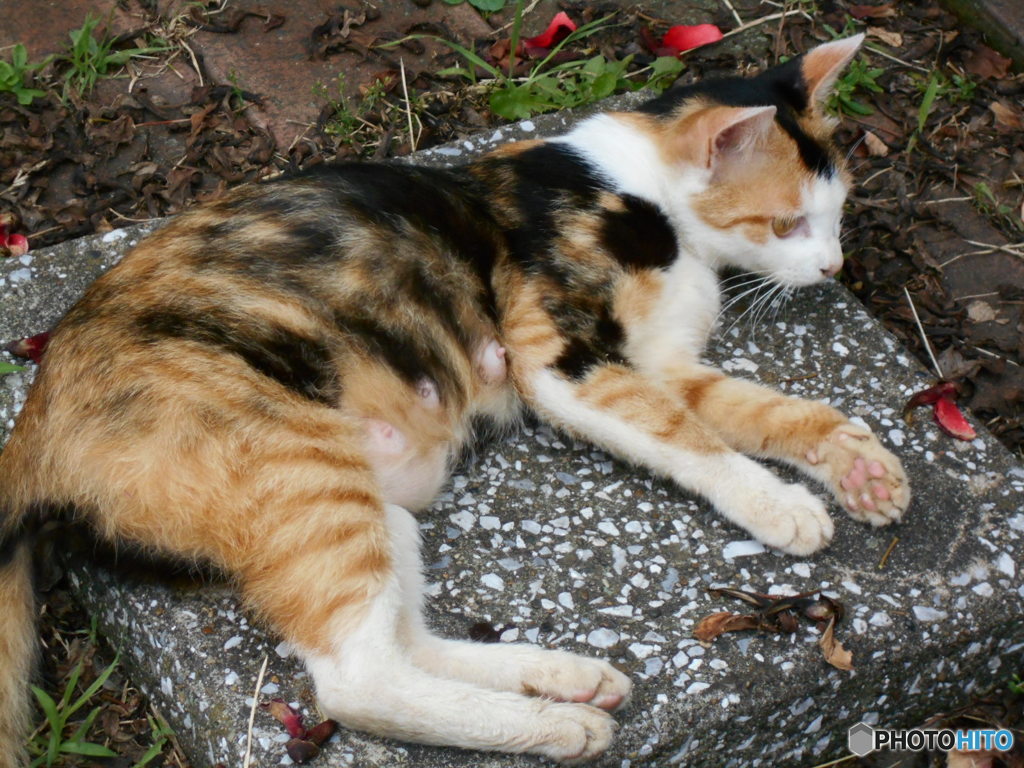 猫