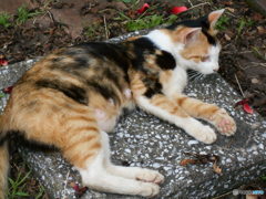 猫