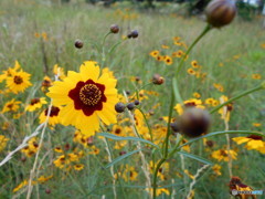 多摩川辺の花