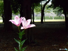 砧公園の花