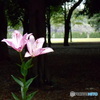 砧公園の花