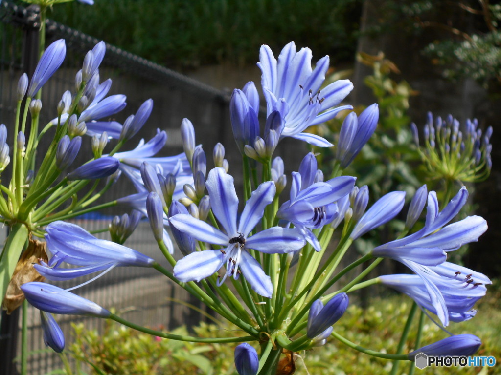 紫の花と虫