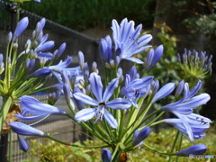 紫の花と虫