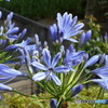 紫の花と虫