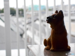 机の上のペット