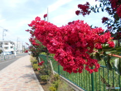 紅