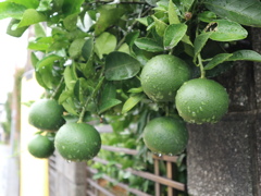 夏みかん？？？