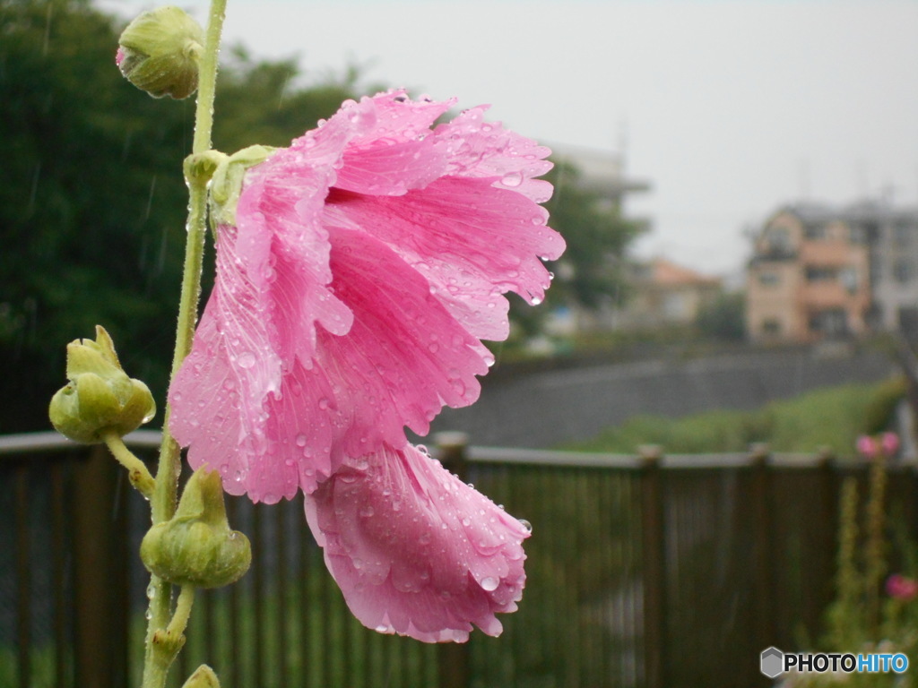 雨の立葵