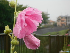 雨の立葵