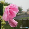 雨の立葵