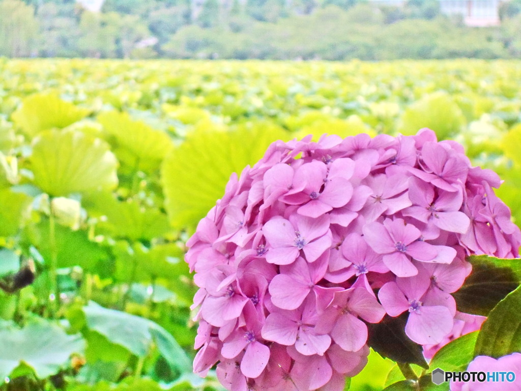 忍ばず池