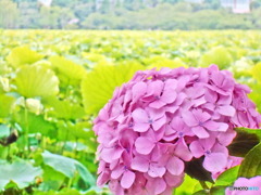 忍ばず池