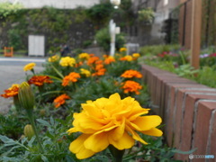 黄色い花