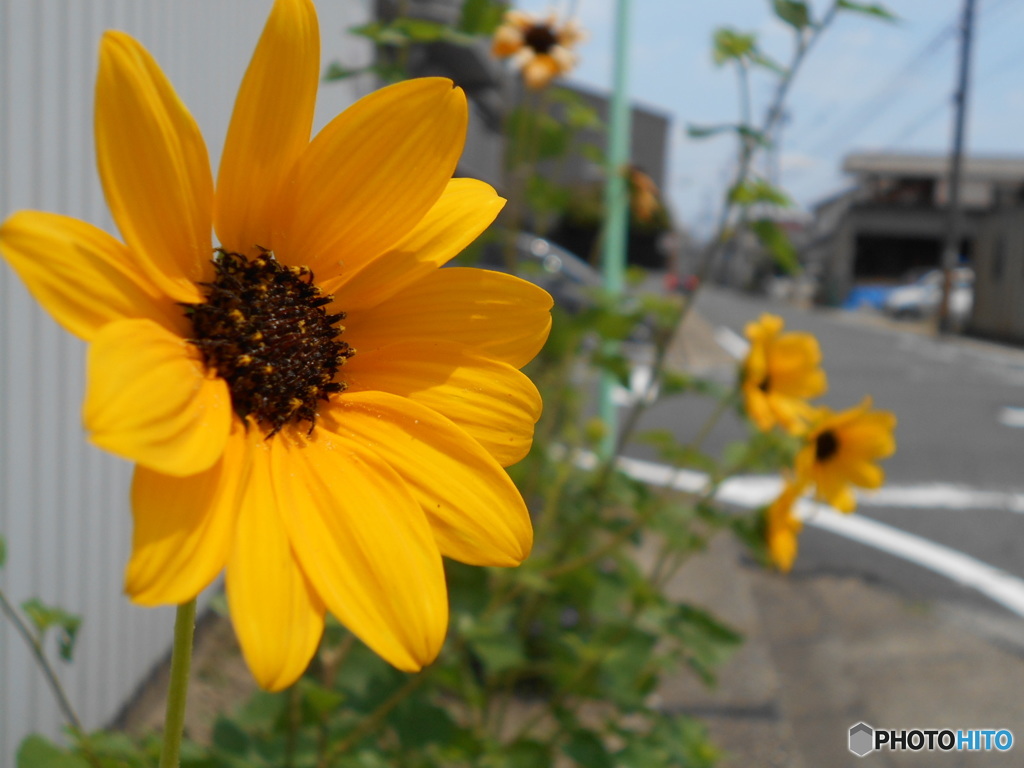名古屋の思い出(花)