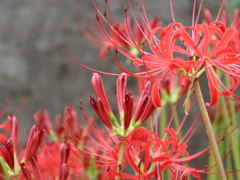 曼珠沙華01