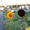 ひまわり01