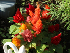 上石神井の花01