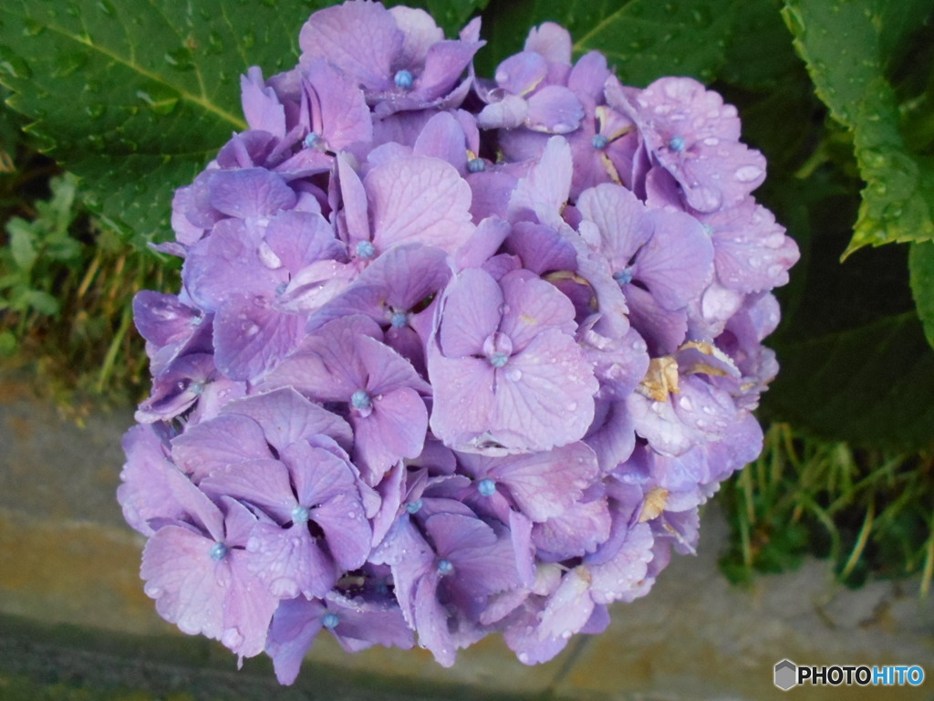 雨と紫陽花